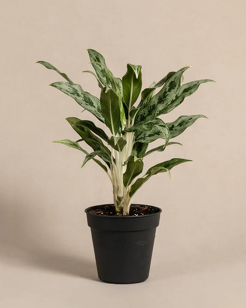 Aglaonema Greyhound