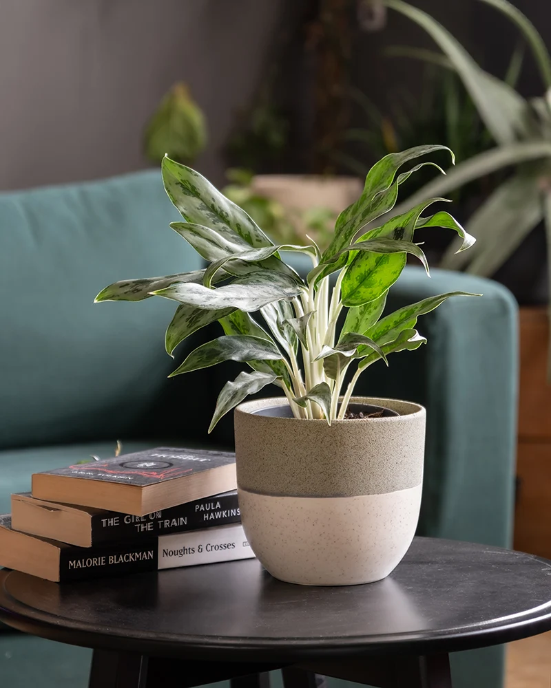 Aglaonema Greyhound