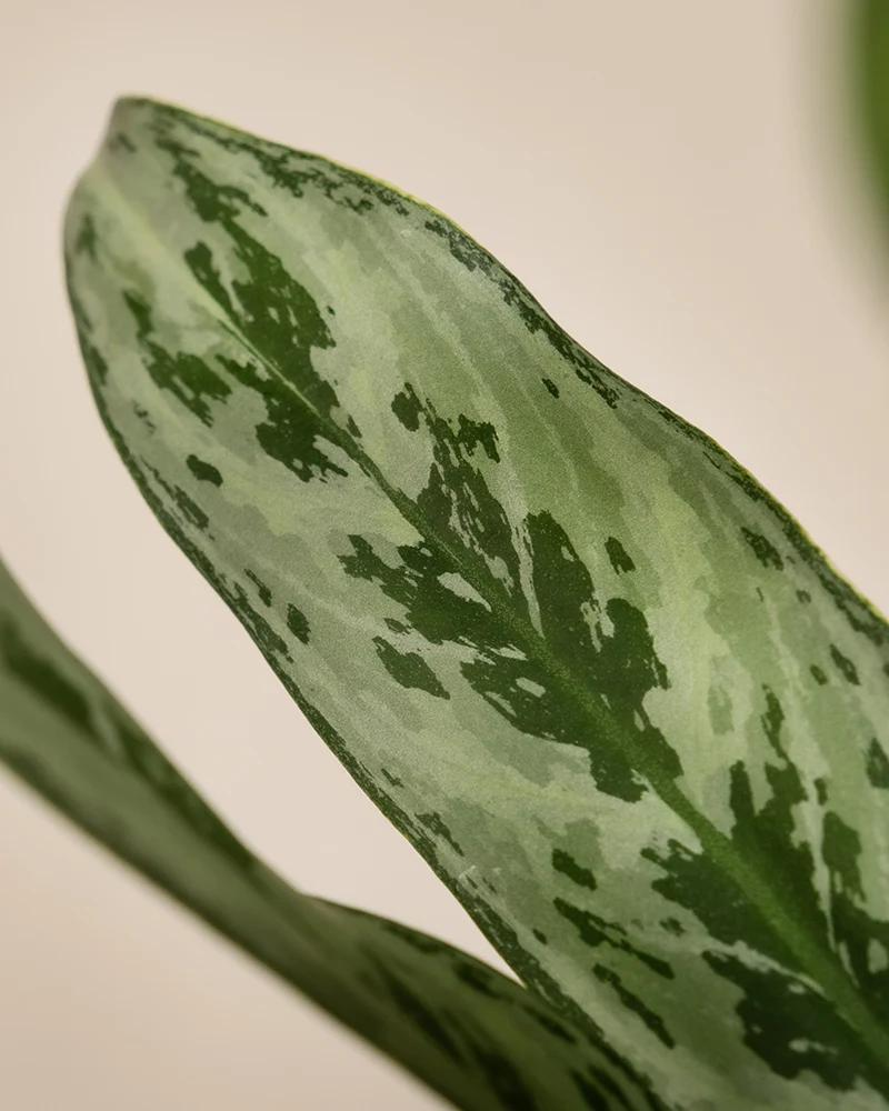 Aglaonema Greyhound