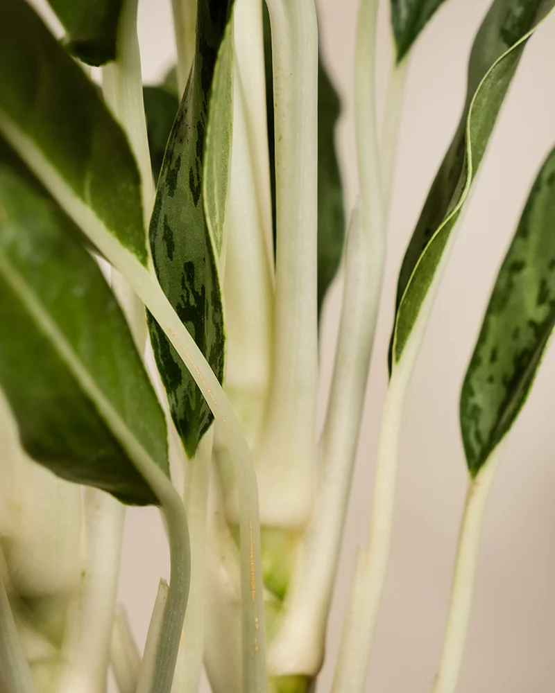 Aglaonema Greyhound