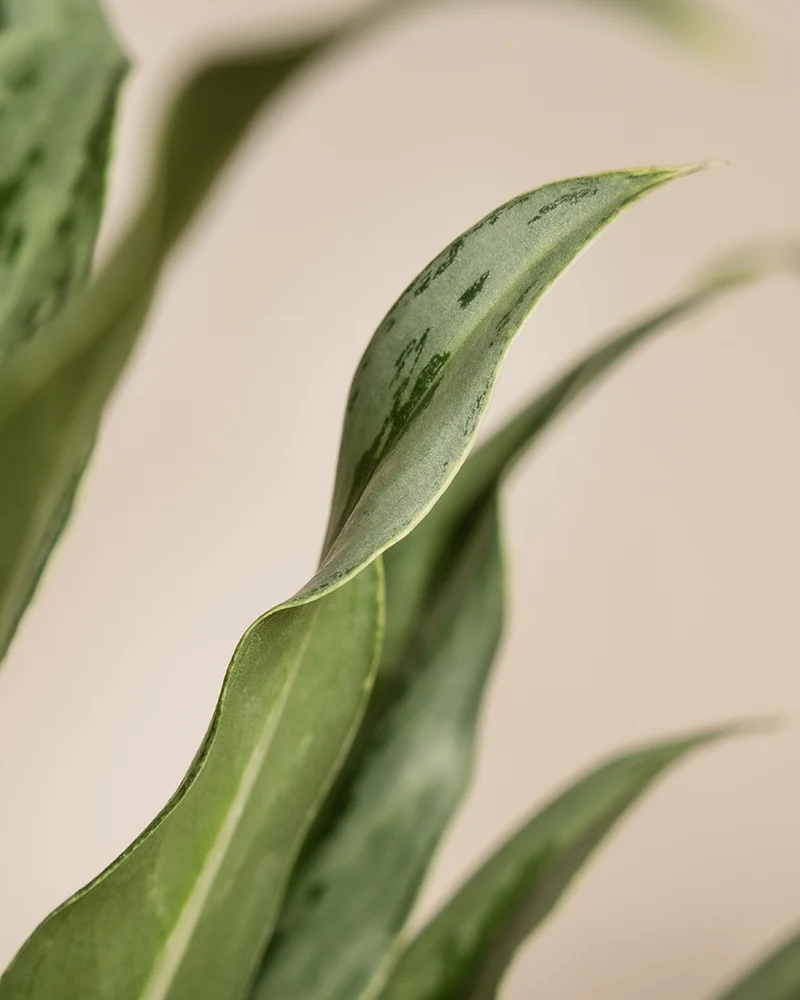 Aglaonema Greyhound