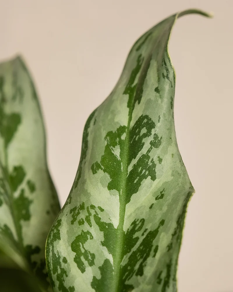 Aglaonema Greyhound