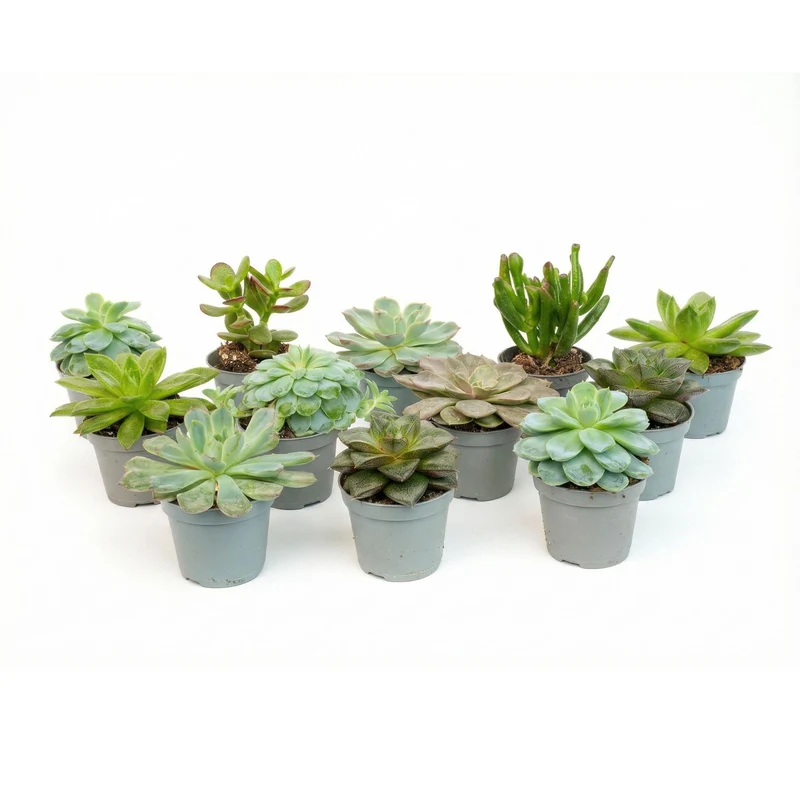 Set mit 12 Sukkulenten-Mischung, verschiedene Sukkulenten in 6-cm-Töpfen (8–12 cm hoch)