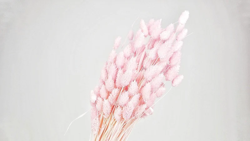 Phalaris getrocknet - 1 Bund - Hellrosa