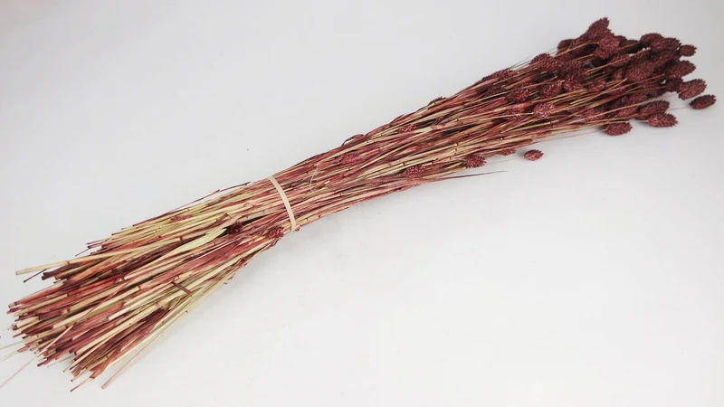 Phalaris getrocknet - 1 Bund - Haselnuss