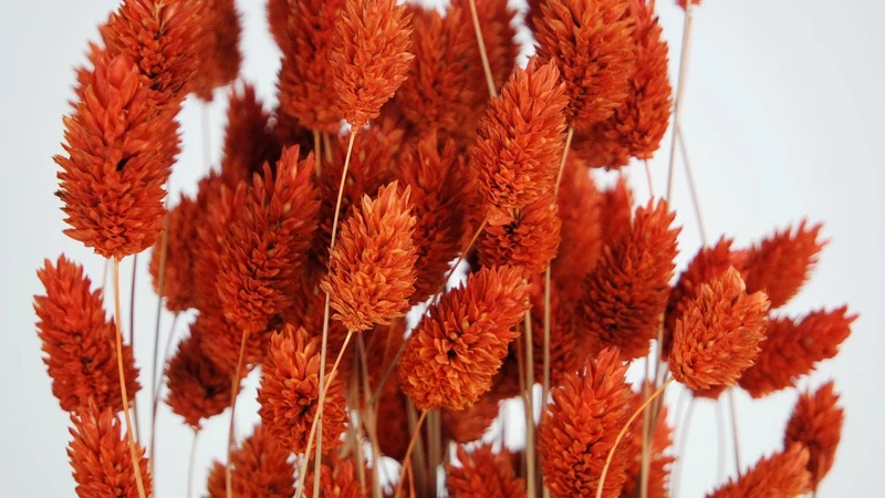 Phalaris getrocknet - 1 Bund - Amber