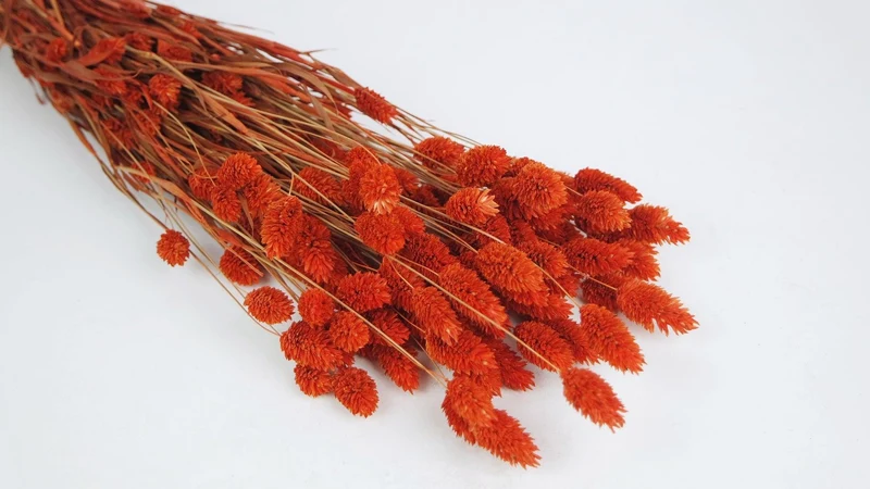 Phalaris getrocknet - 1 Bund - Amber