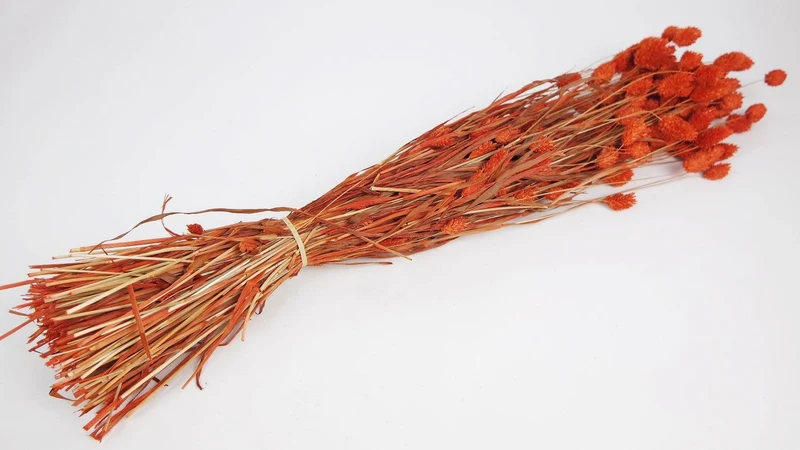 Phalaris getrocknet - 1 Bund - Amber