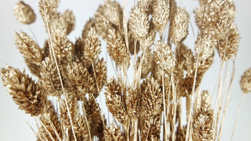 Phalaris getrocknet - 1 Bund - Gold