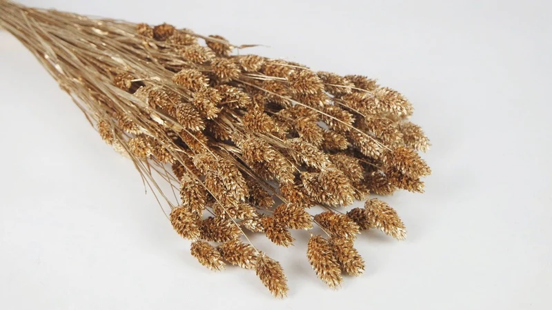 Phalaris getrocknet - 1 Bund - Gold
