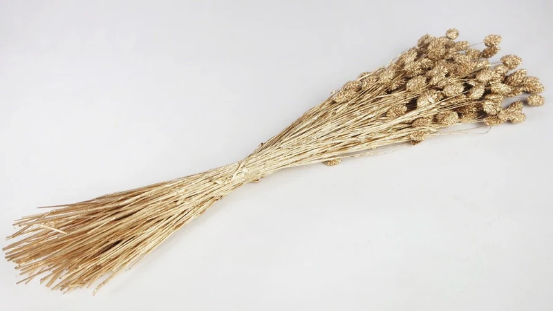 Phalaris getrocknet - 1 Bund - Gold