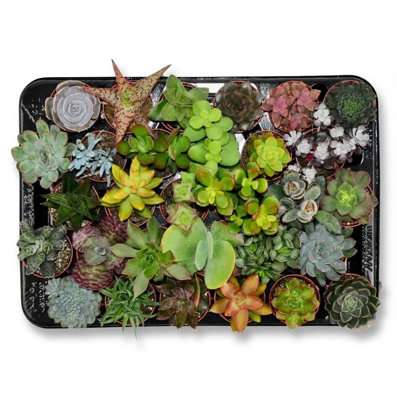 Mini Sukkulenten Mix - 30 Stück - Ø 5,5 cm - Höhe: 5-10 cm