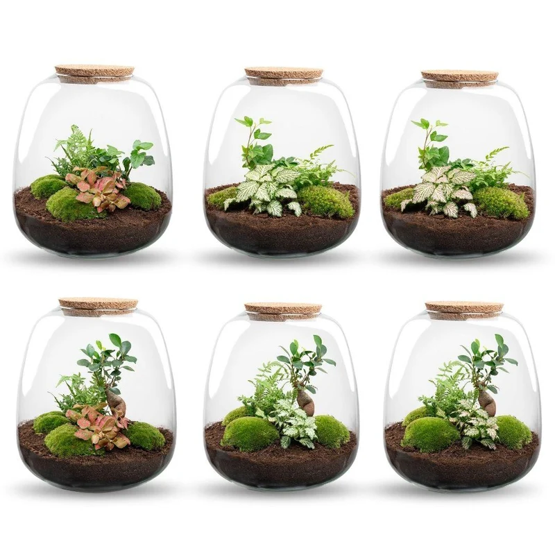 Pflanzenterrarium Emma Bausatz 25 cm Ø 23 cm Hedera Weiß