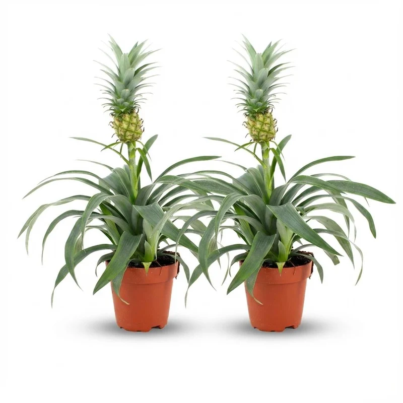 Ananaspflanze Mi Amigo - 2 Stück - Ø 12 cm - Höhe: 35 - 40 cm