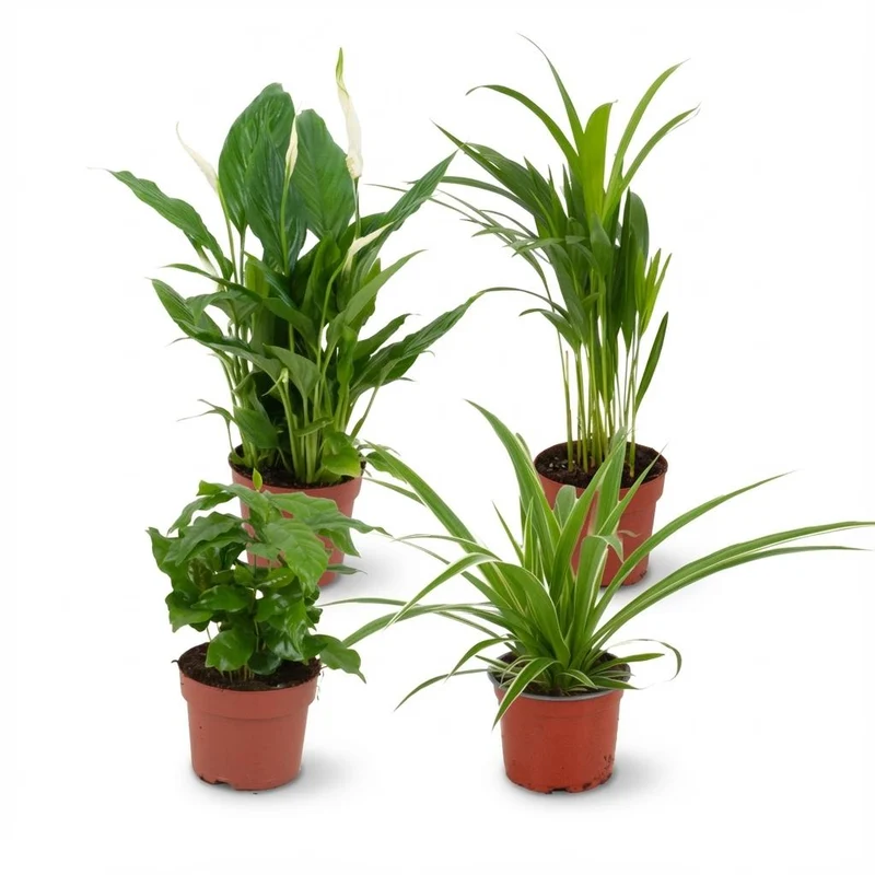 Luftreinigende Zimmerpflanzen - Ø 12 cm - Höhe: 30-40 cm