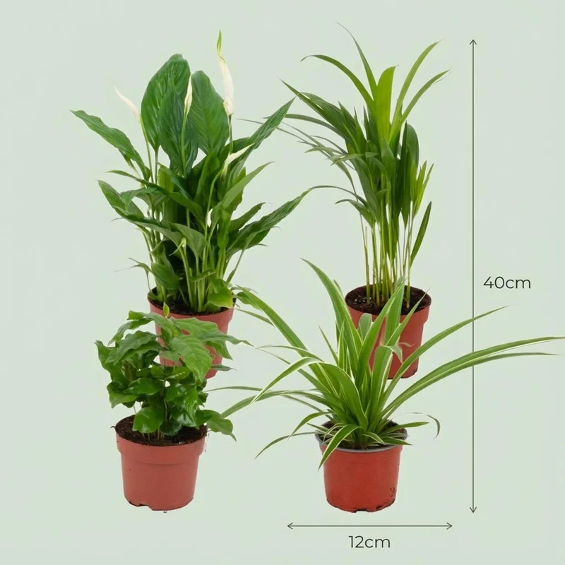 Luftreinigende Zimmerpflanzen - Ø 12 cm - Höhe: 30-40 cm