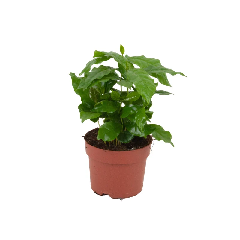 Coffea Arabica - Ø 12 cm - Höhe: 20 - 25 cm