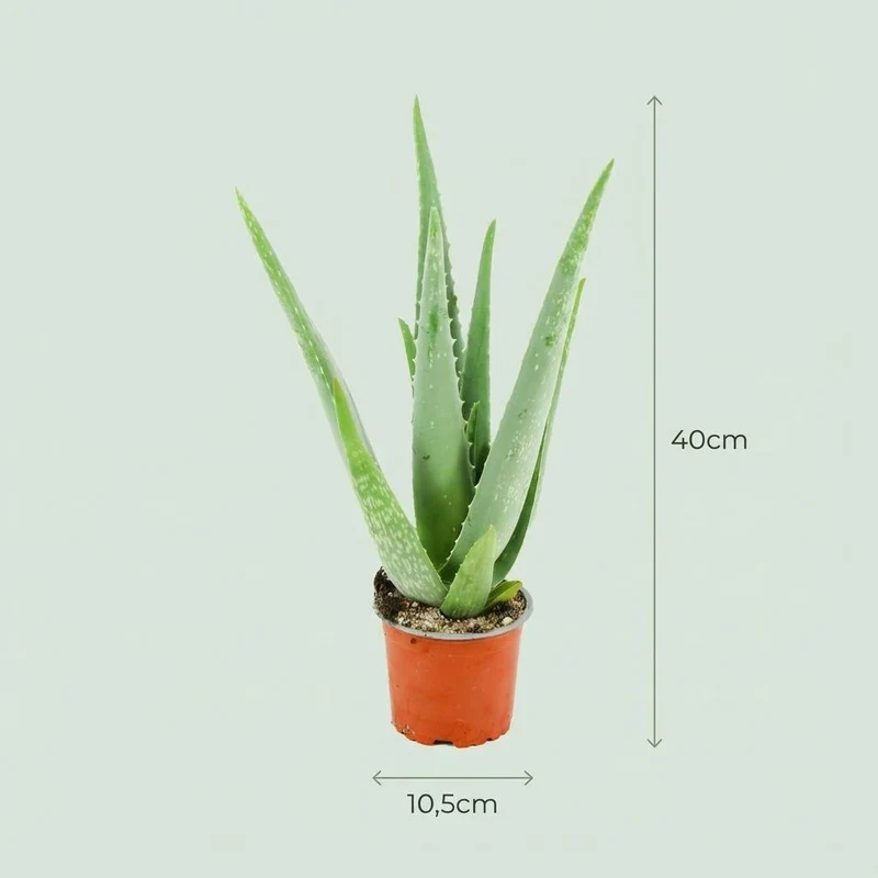 Aloe Vera kaufen – Aloë Vera - 2 Stück - Ø 10,5 cm - Höhe: 35 - 40cm