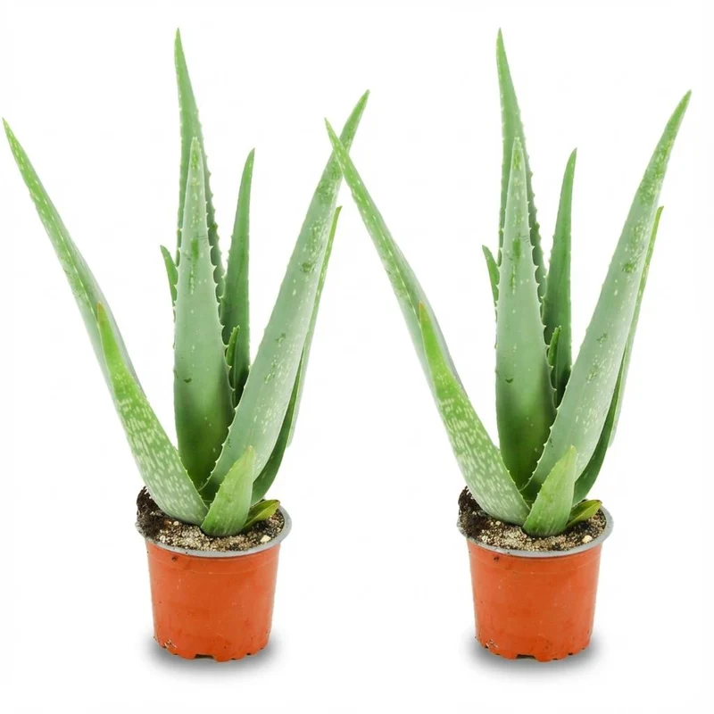 Aloe Vera kaufen – Aloë Vera - 2 Stück - Ø 10,5 cm - Höhe: 35 - 40cm