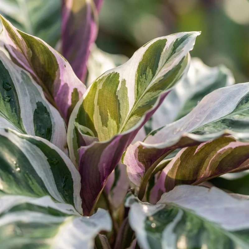 Calathea Fushion White - Ø 14 cm - Höhe: 35 - 40 cm