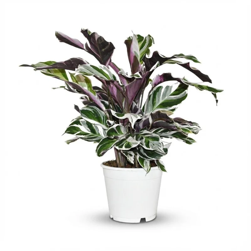 Calathea Fushion White - Ø 14 cm - Höhe: 35 - 40 cm