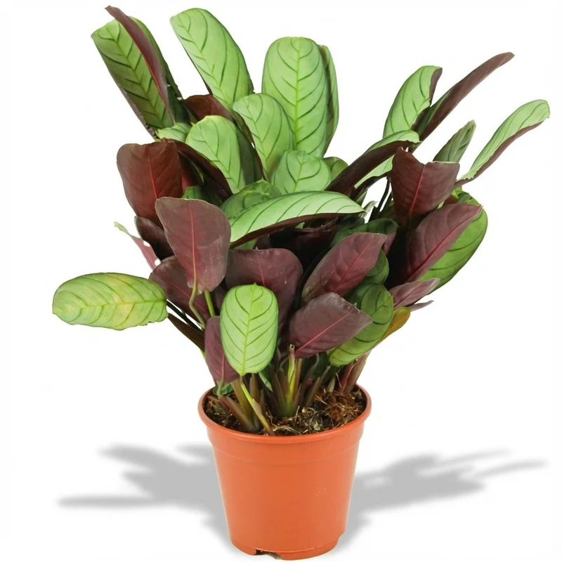 Korbmarante kaufen – Ctenanthe Amagris - Ø 14 cm - Höhe: 35 - 40 cm