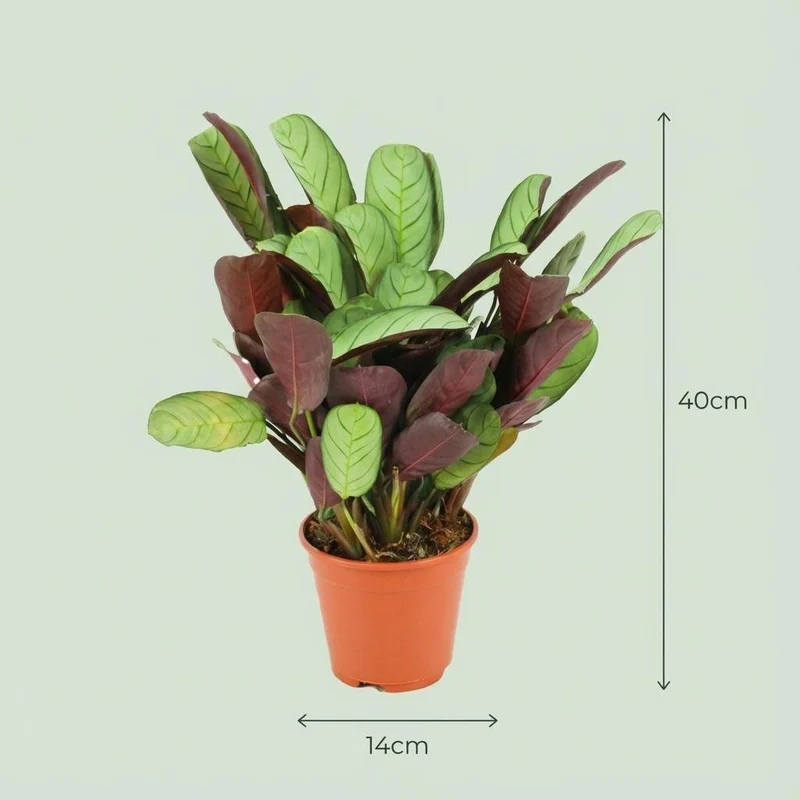 Korbmarante kaufen – Ctenanthe Amagris - Ø 14 cm - Höhe: 35 - 40 cm