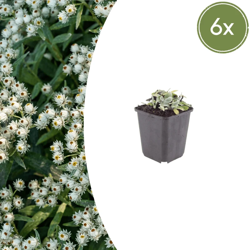 6x Perlkörbchen kaufen – Anaphalis triplinervis | Höhe 10–25 cm, Ø 9 cm
