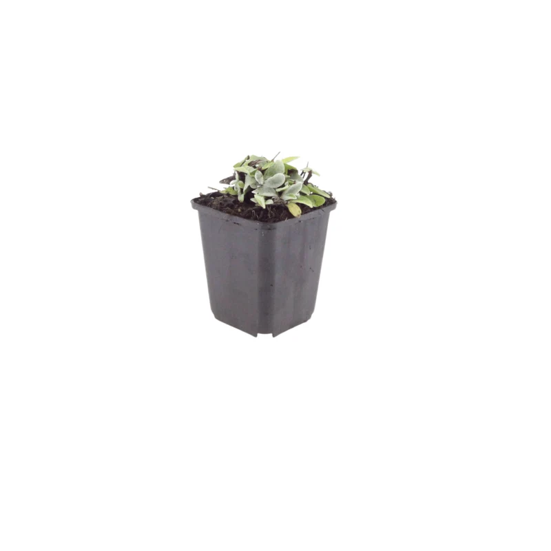 6x Perlkörbchen kaufen – Anaphalis triplinervis | Höhe 10–25 cm, Ø 9 cm