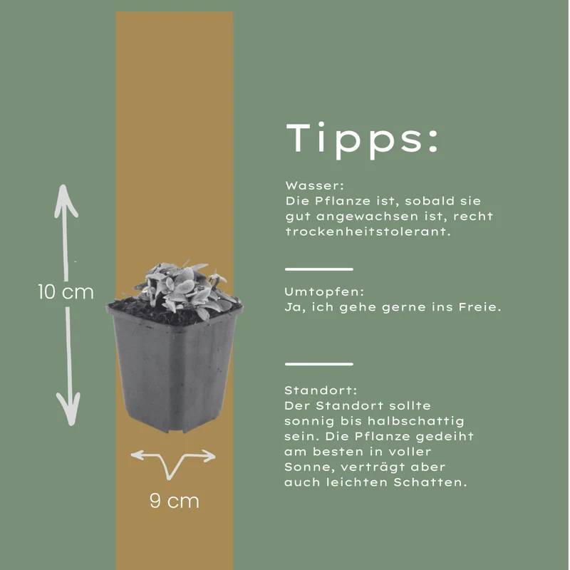 6x Perlkörbchen kaufen – Anaphalis triplinervis | Höhe 10–25 cm, Ø 9 cm