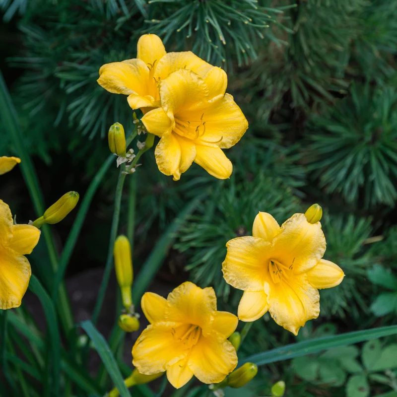6x Taglilie 'Stella de Oro' kaufen – Hemerocallis | Dauerblüher Juni–September