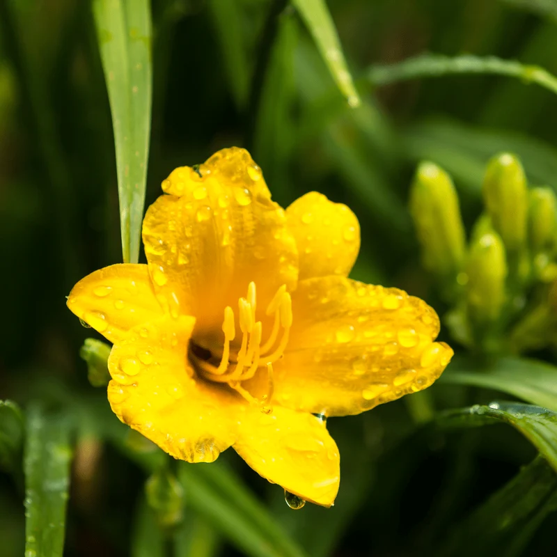 6x Taglilie 'Stella de Oro' kaufen – Hemerocallis | Dauerblüher Juni–September