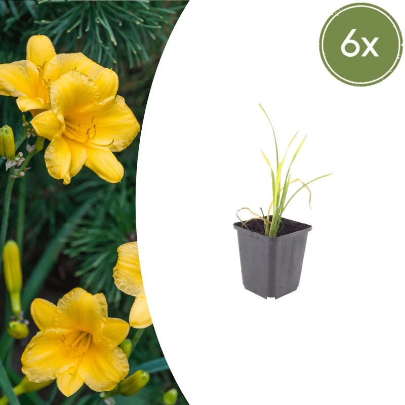 6x Taglilie 'Stella de Oro' kaufen – Hemerocallis | Dauerblüher Juni–September