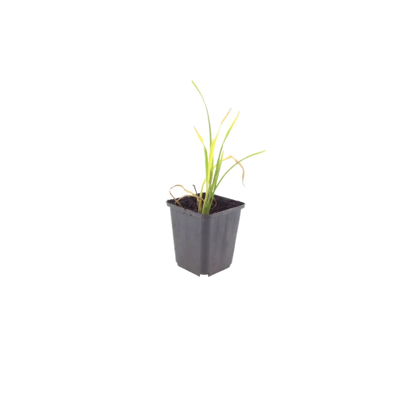6x Taglilie 'Stella de Oro' kaufen – Hemerocallis | Dauerblüher Juni–September