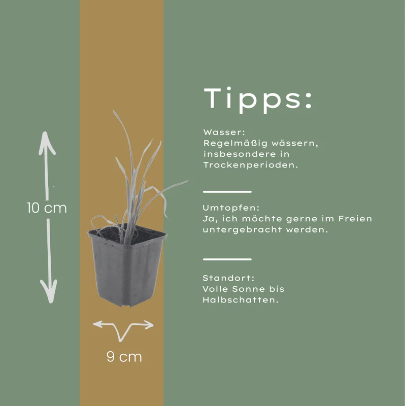 6x Taglilie 'Stella de Oro' kaufen – Hemerocallis | Dauerblüher Juni–September