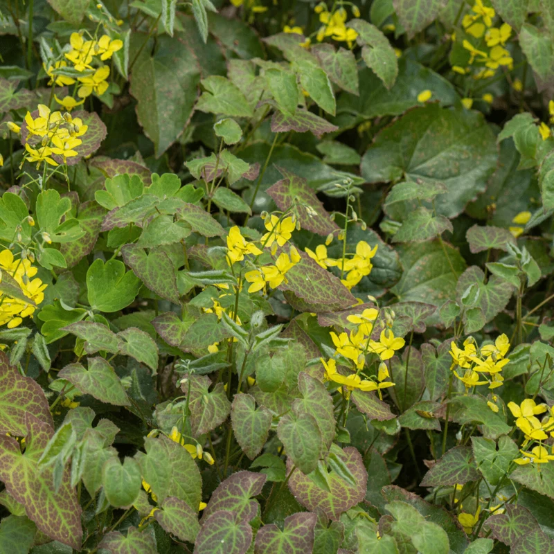 6x Epimedium perralc. 'Frohnleiten' - Elfenblume ↕10-25cm - Ø9cm