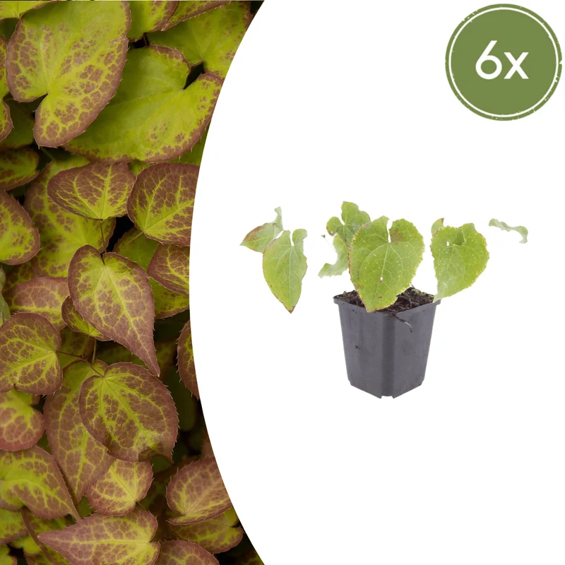6x Epimedium perralc. 'Frohnleiten' - Elfenblume ↕10-25cm - Ø9cm