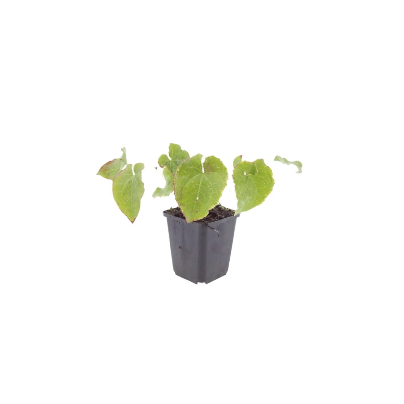 6x Epimedium perralc. 'Frohnleiten' - Elfenblume ↕10-25cm - Ø9cm
