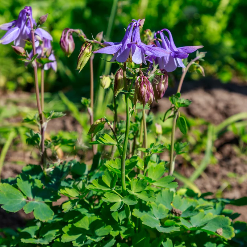 6x Akelei kaufen – Aquilegia vulgaris - ↕10-25cm - Ø9cm