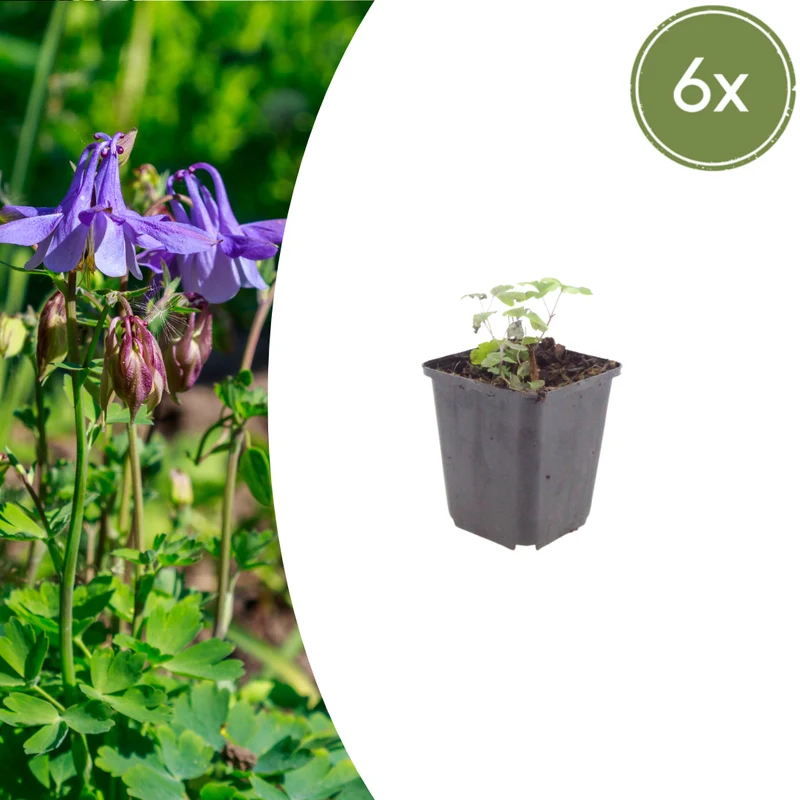 6x Akelei kaufen – Aquilegia vulgaris - ↕10-25cm - Ø9cm