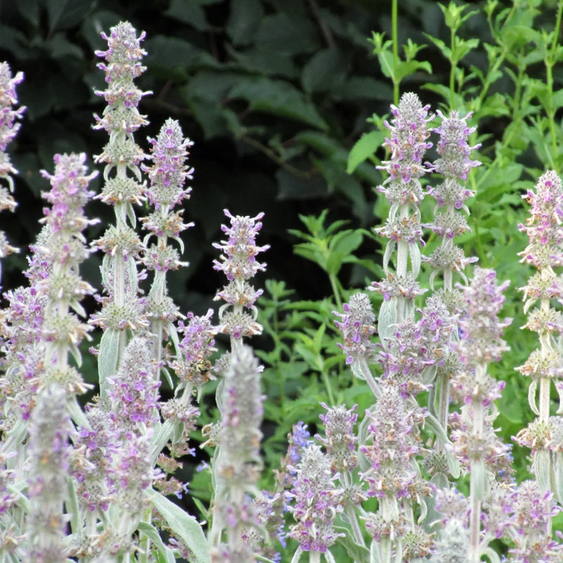 6x Stachys byzantina 'Silver Carpet' - Woll-Ziest ↕10-25cm - Ø9cm