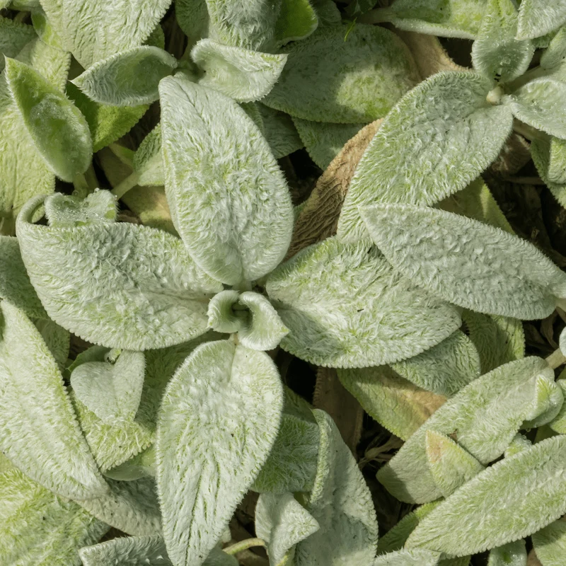 6x Stachys byzantina 'Silver Carpet' - Woll-Ziest ↕10-25cm - Ø9cm