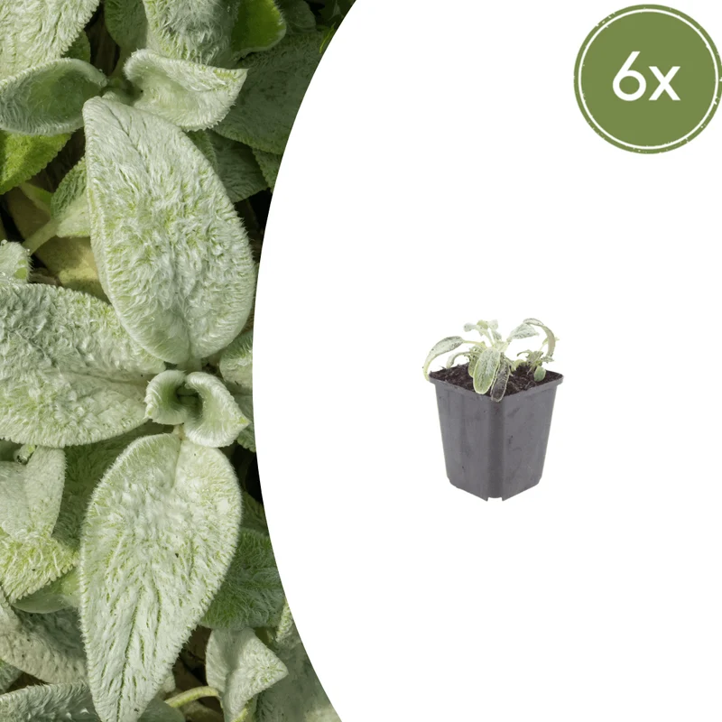 6x Stachys byzantina 'Silver Carpet' - Woll-Ziest ↕10-25cm - Ø9cm
