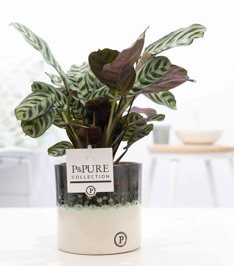 Ctenanthe Burle Marxii in Illusion Ceramics - Ø 12 cm - Höhe 25 cm