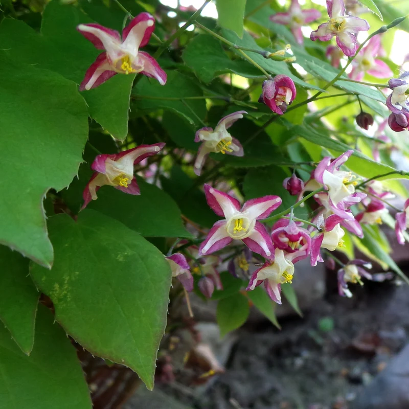 6x Rote Elfenblume kaufen – Epimedium rubrum | Bodendecker für Schatten, Höhe 10–25 cm