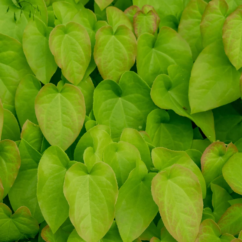 6x Rote Elfenblume kaufen – Epimedium rubrum | Bodendecker für Schatten, Höhe 10–25 cm