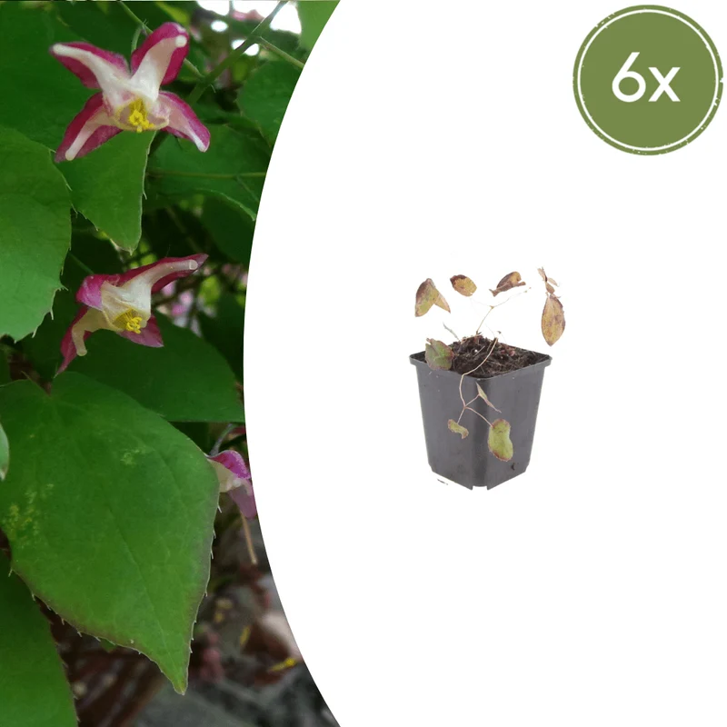 6x Rote Elfenblume kaufen – Epimedium rubrum | Bodendecker für Schatten, Höhe 10–25 cm