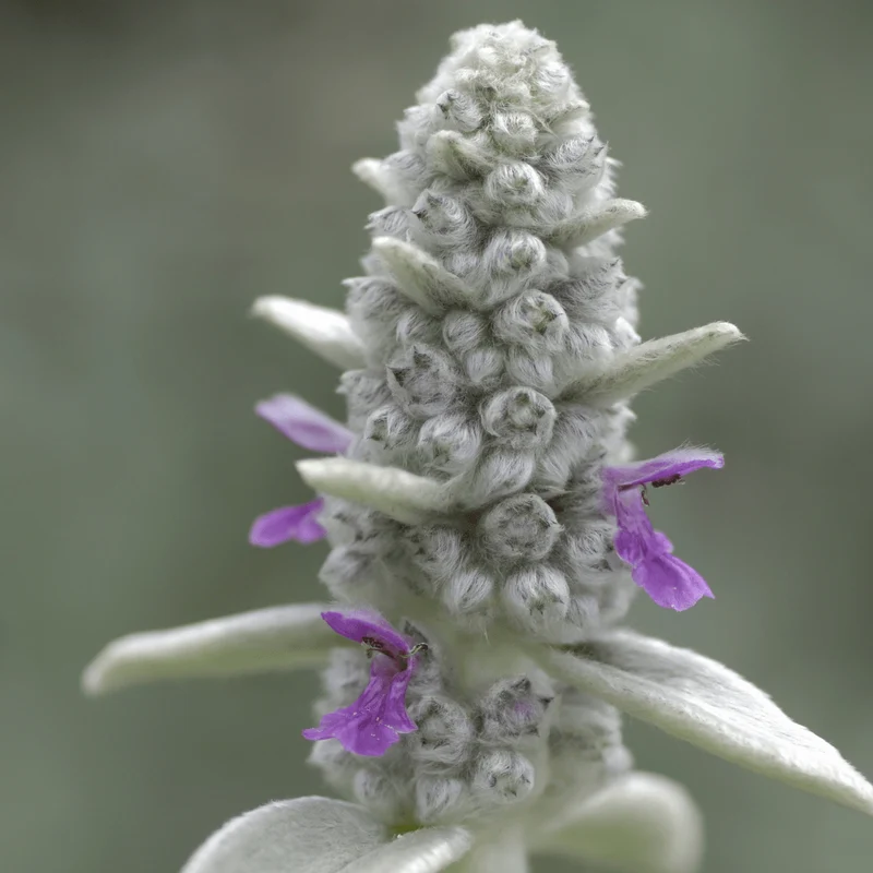 6x Stachys byzantina - Woll-Ziest ↕10-25cm - Ø9cm