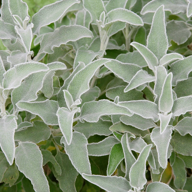 6x Stachys byzantina - Woll-Ziest ↕10-25cm - Ø9cm