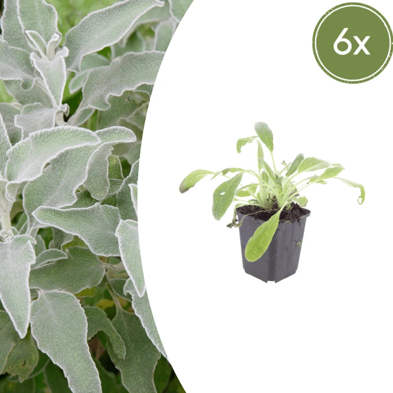 6x Stachys byzantina - Woll-Ziest ↕10-25cm - Ø9cm